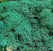 Stabilizovaný mech - lišejník - tyrkysová bal. 50g