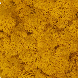 Stabilizovaný mech - lišejník - jantarová bal. 50g