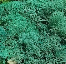 Stabilizovaný mech - lišejník - tyrkysová bal. 50g