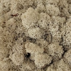 Stabilizovaný mech - lišejník - přírodní čištěný bal. 50g