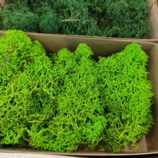 Stabilizovaný mech - lišejník - jablečná zelená (čištěný) bal. 50g