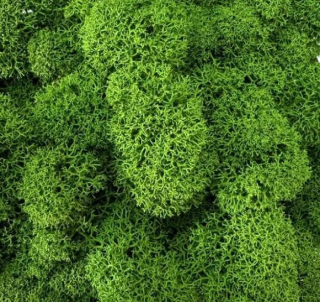 Stabilizovaný mech - lišejník - hrášková zelená (čištěný) bal. 50g