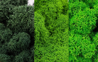 Stabilizovaný mech - lišejník čištěný - hrášková, jarní, tmavá - 3×25g