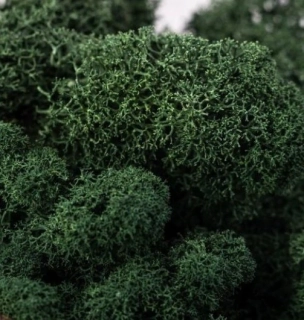 Stabilizovaný mech - lišejník - tmavý (čištěný) bal. 50g