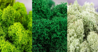 Stabilizovaný mech - lišejník čištěný - Jablečný, borovice, mentol - 3×25g