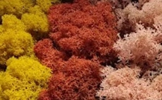 Stabilizovaný mech - lišejník - MIX1