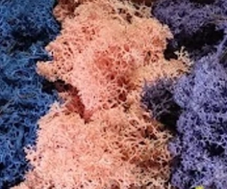 Stabilizovaný mech - lišejník - MIX4