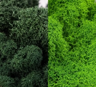 Stabilizovaný mech - lišejník - hrášková + tmavá (čištěný) bal. 50g