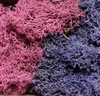 Stabilizovaný mech - lišejník - tm.růžová +fialová bal. 50g