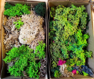 Stabilizovaný mech - lišejník - zbytkový po dílniičkách 